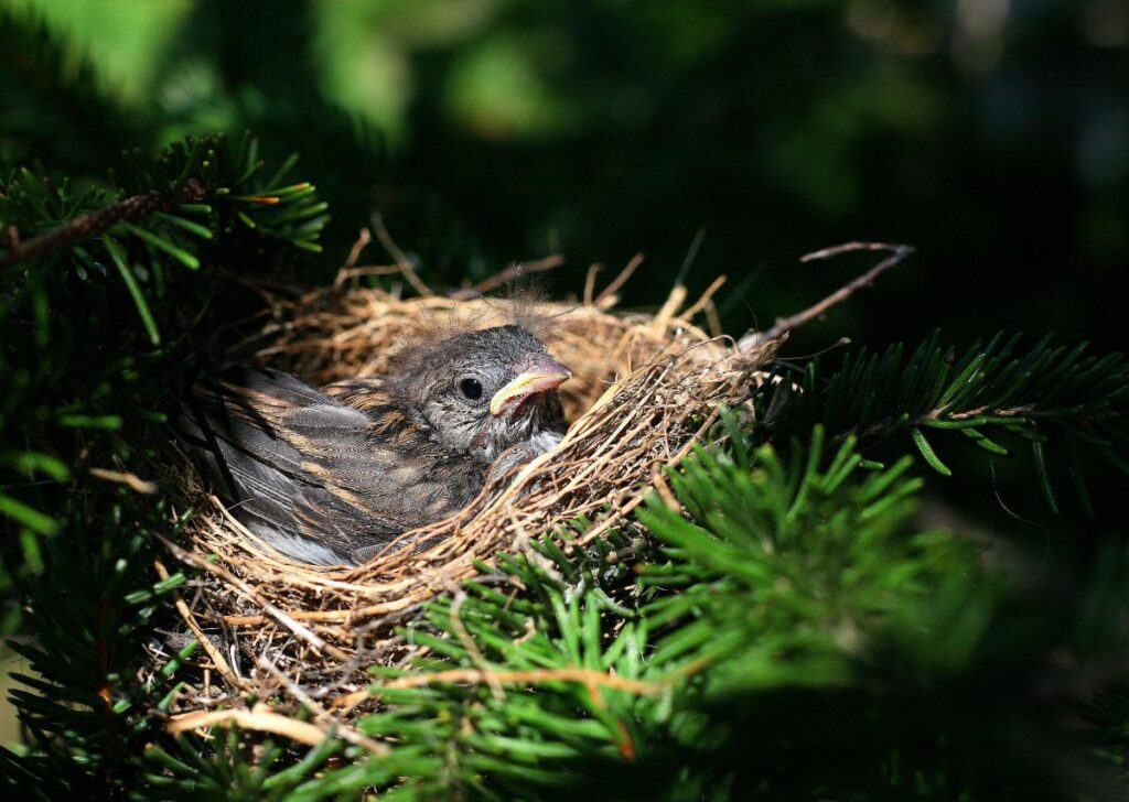 hedgerow cutting nest